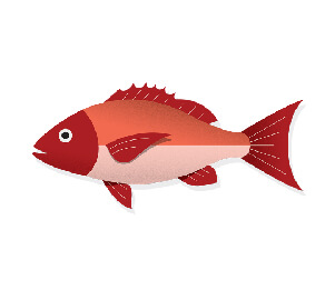 Can Benefit Red Snapper
