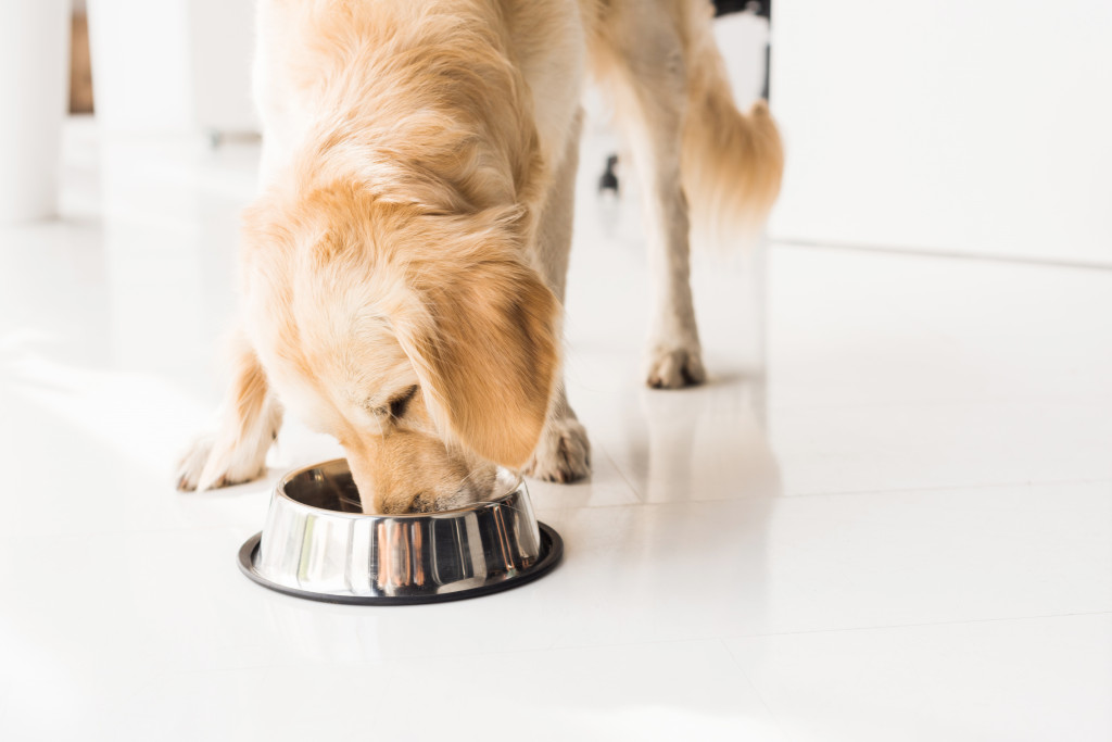 https://www.loveabowlpets.com/wp-content/uploads/2023/12/golden-retriever-eating-dog-food-from-metal-bowl-2023-11-27-05-09-11-utc-1024x683.jpg